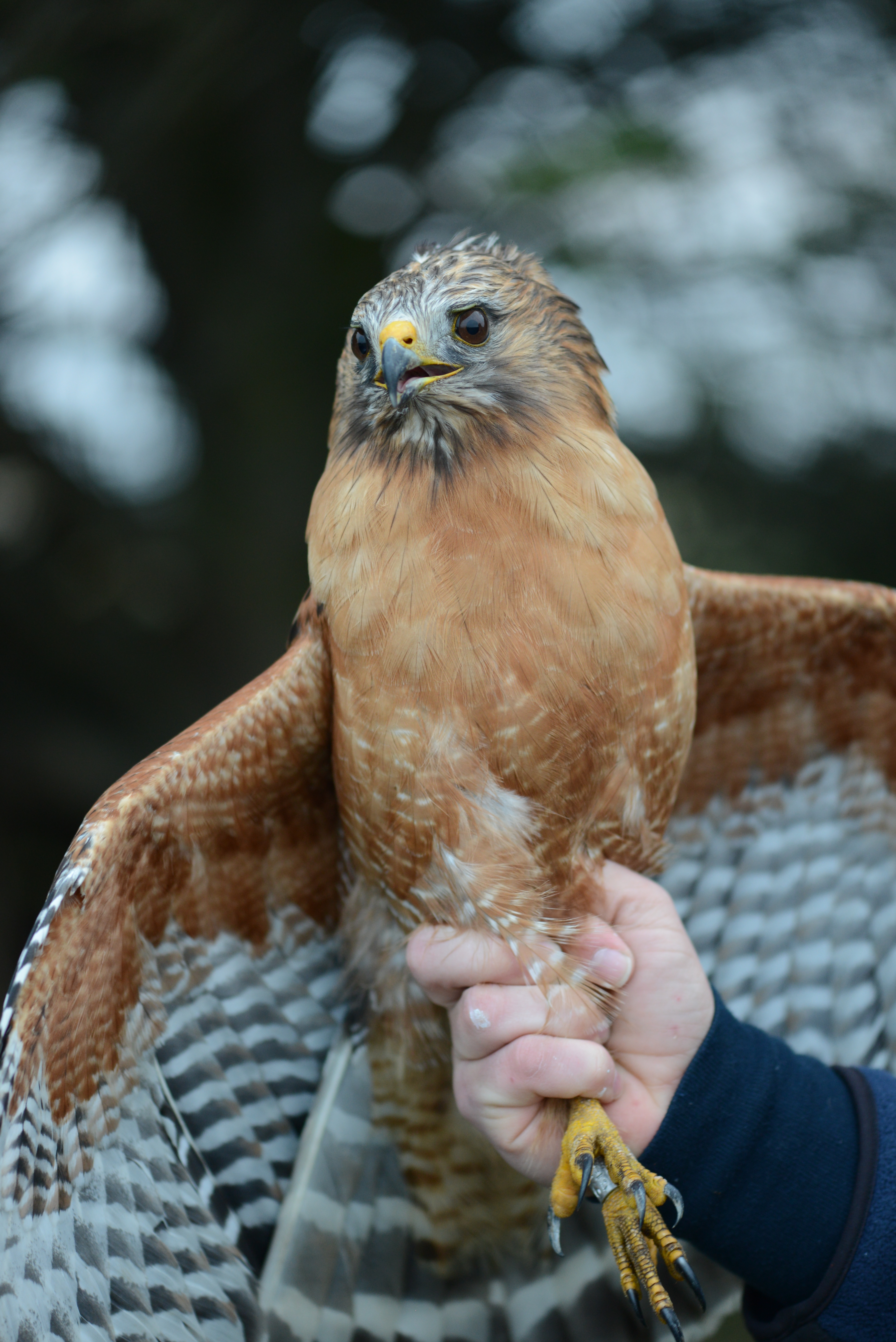 Red shouldered Hawk Wildlife Innovations