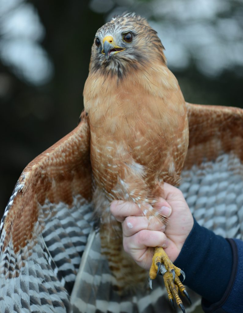 Red-shouldered Hawk