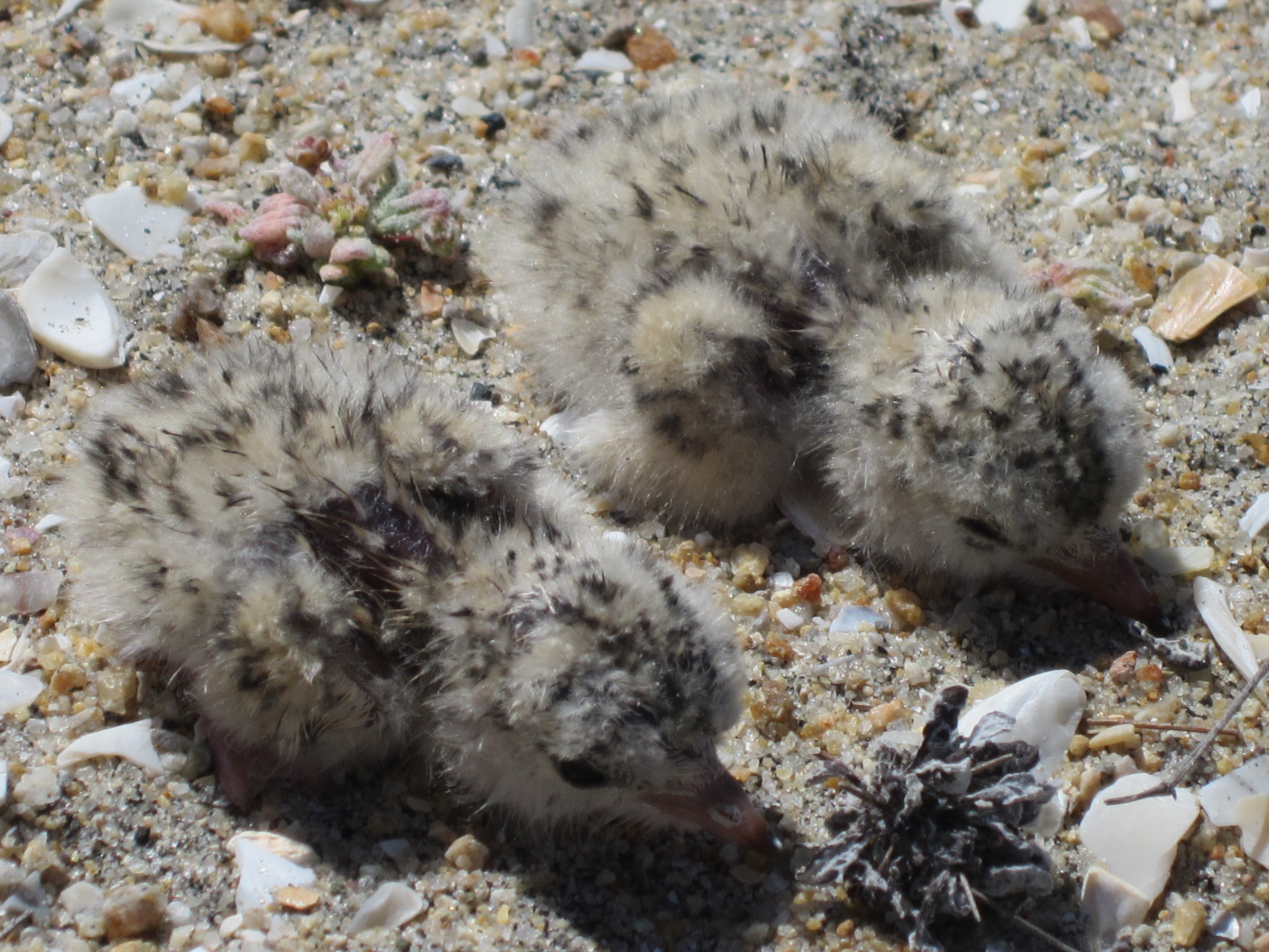 Tern Chicks Wildlife Innovations