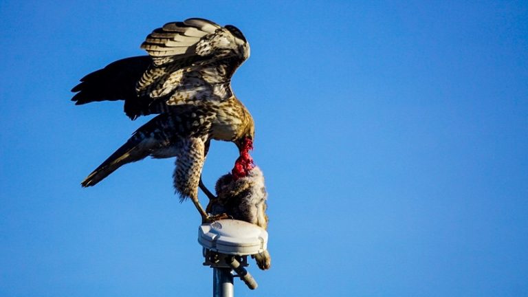 Falcon2 Wildlife Innovations