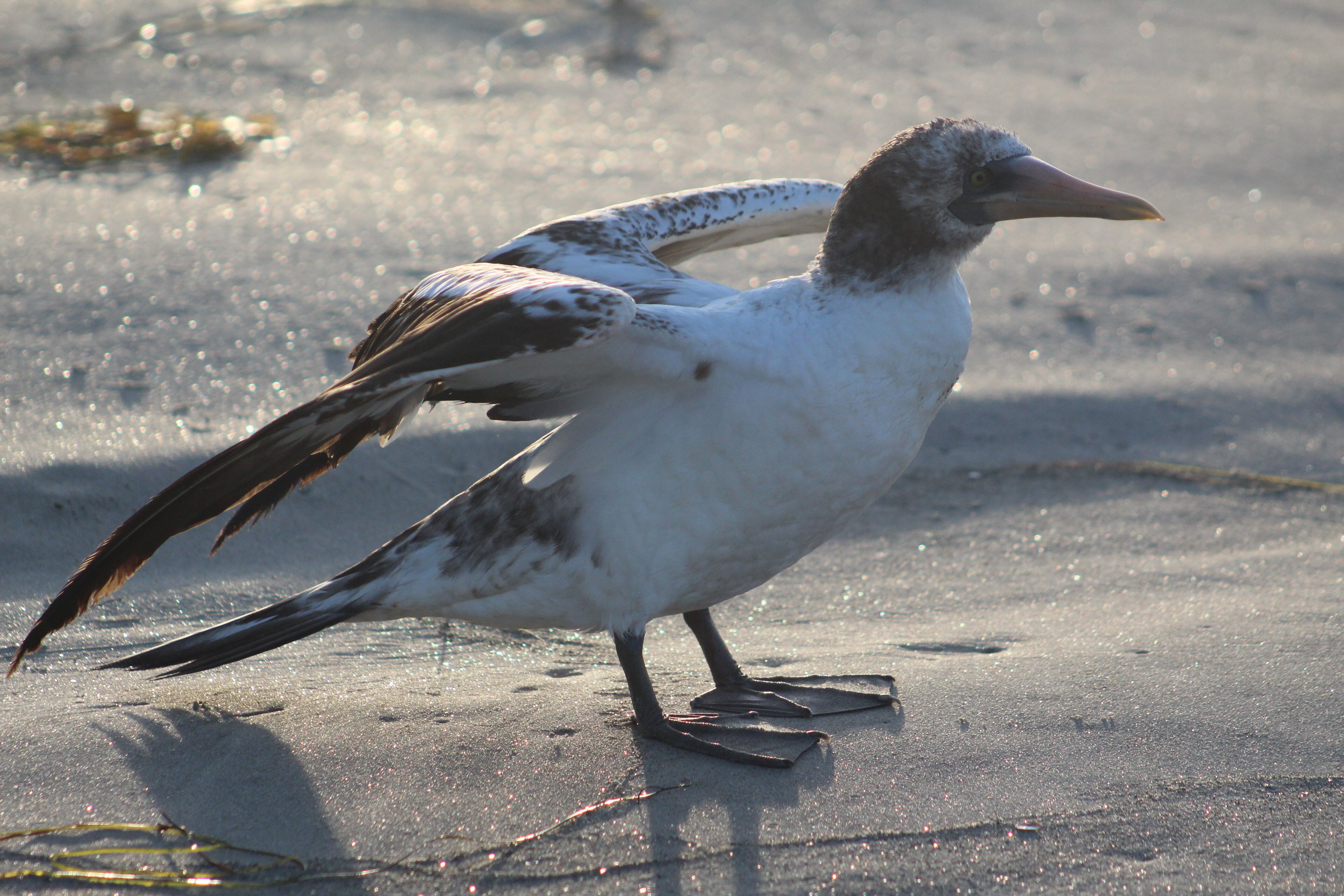Navy Metro Injured Wildlife