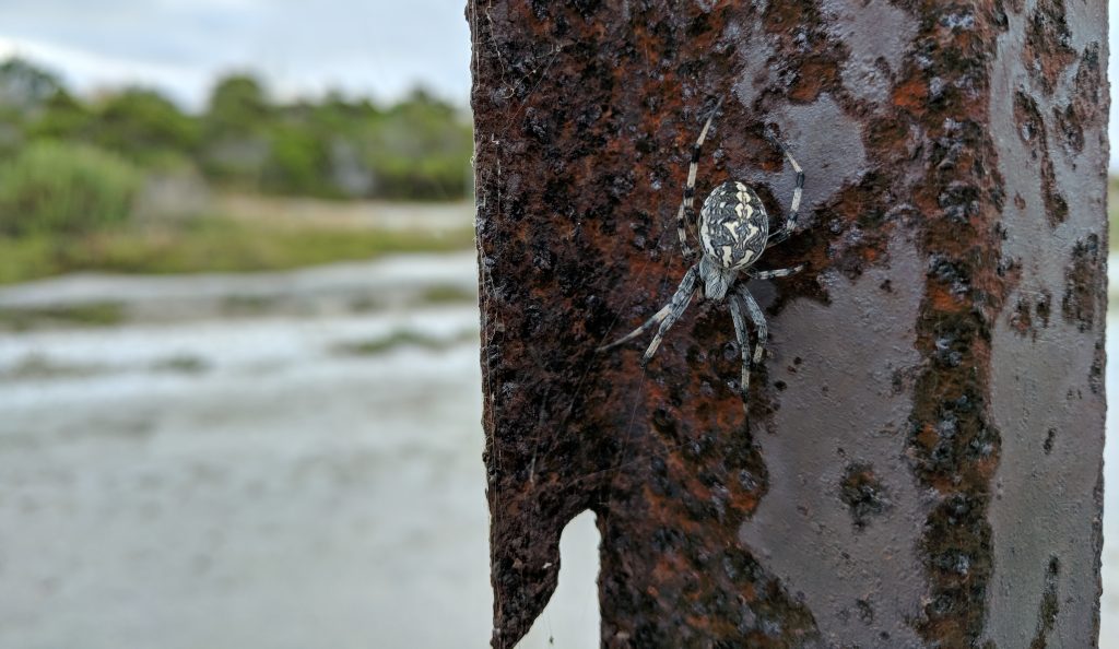 ORB WEAVER SPIDER