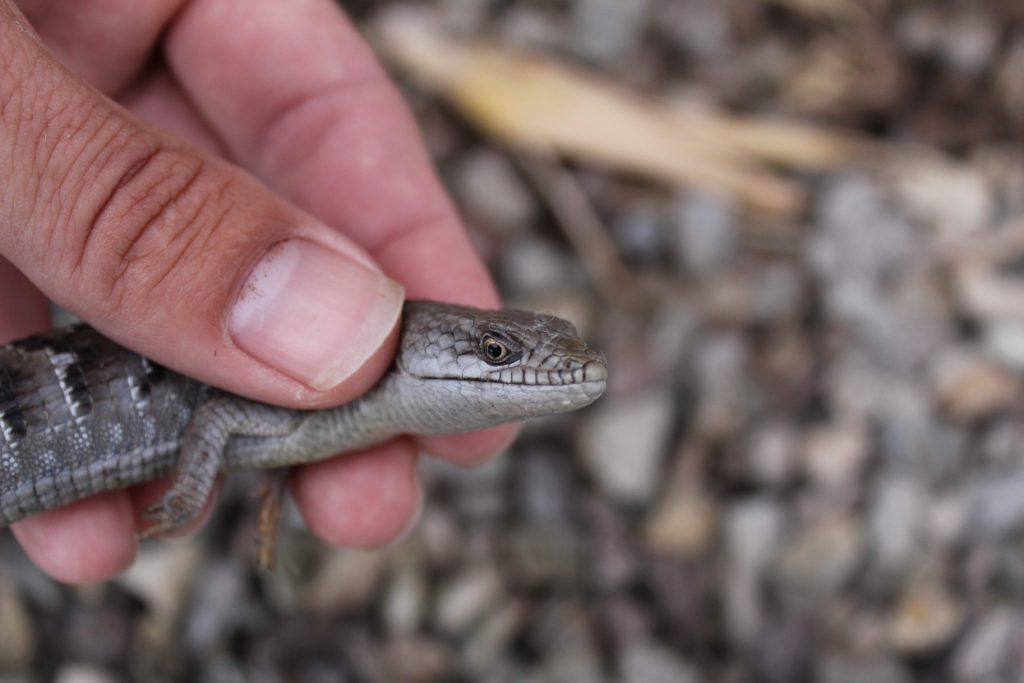 SD ALLIGATOR LIZARD