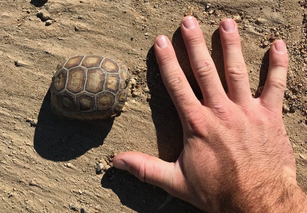 smalltortoise