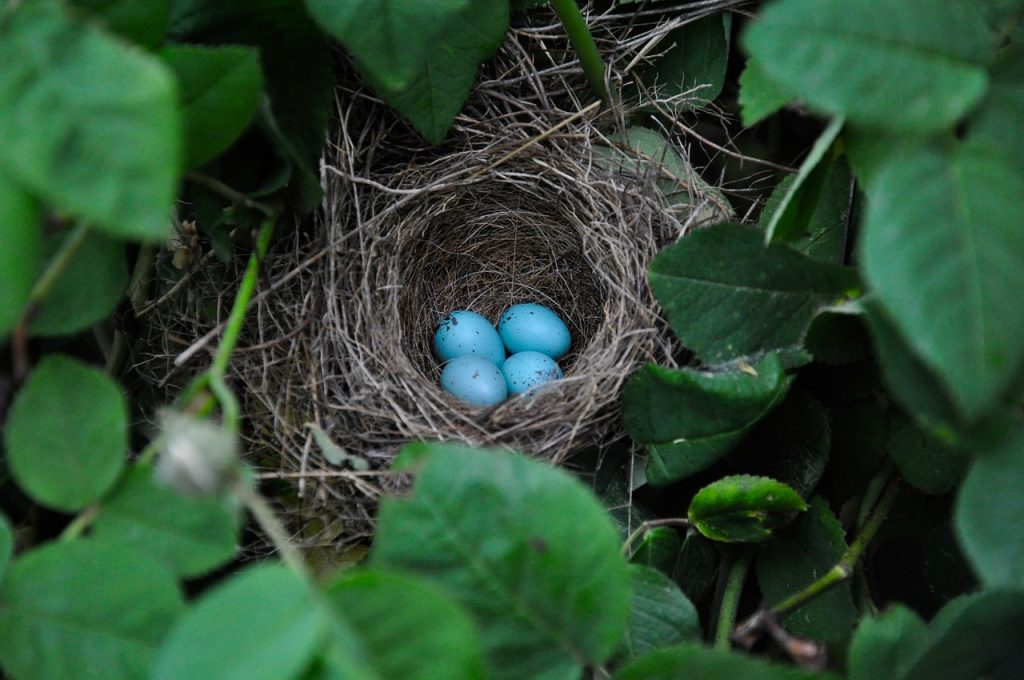 bird eggs, nest, nature-3425657.jpg