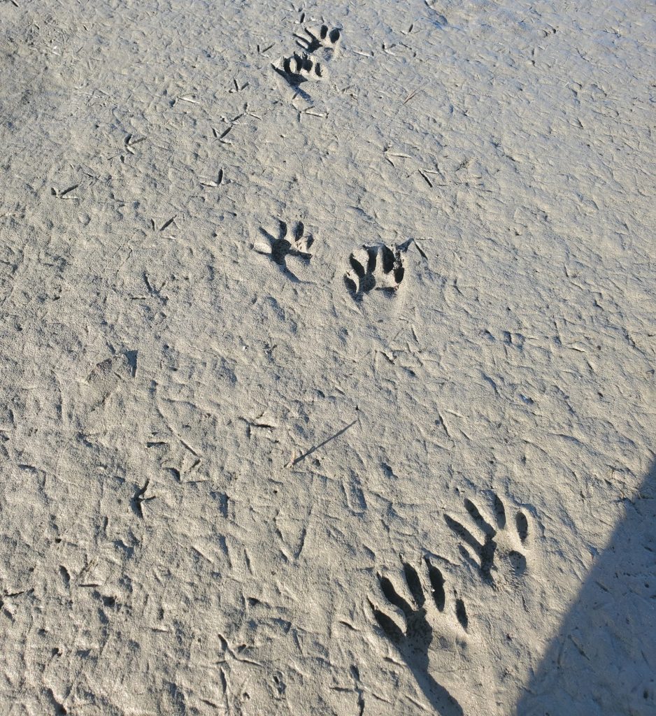 Raccoon Tracks