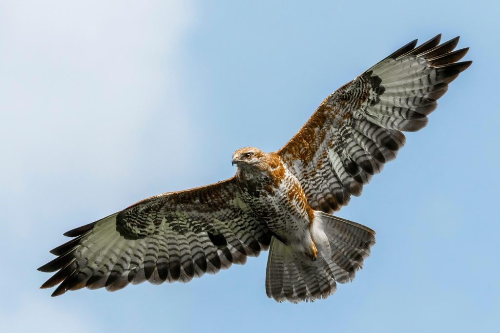 falcon, flying hawk, flying, flight, fly, bird, wings, feather, hawk, nature, predator, wildlife, wing, animal world, ave, avian, ornithology, falcon, falcon, hawk, hawk, hawk, hawk, hawk