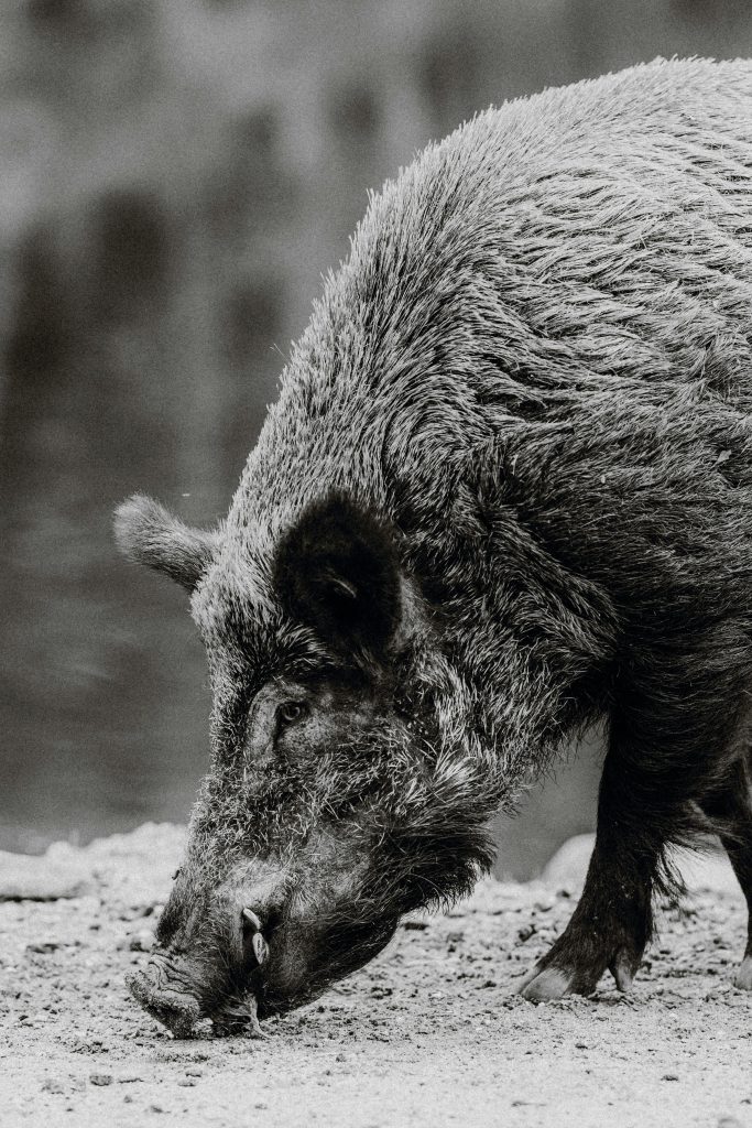 Close-up of a wild boar foraging along a riverbank in grayscale.