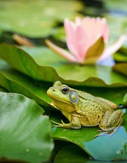 bull frog, green, pond