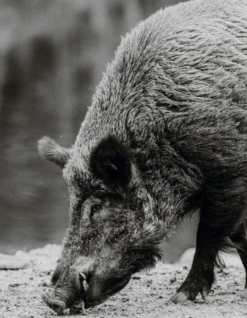 Close-up of a wild boar foraging along a riverbank in grayscale.